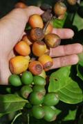 Barako coffee